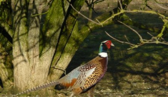 Séjour de chasse Domaine de Montplaisir