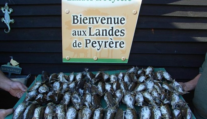 Séjour de chasse Domaine des landes de peyrere