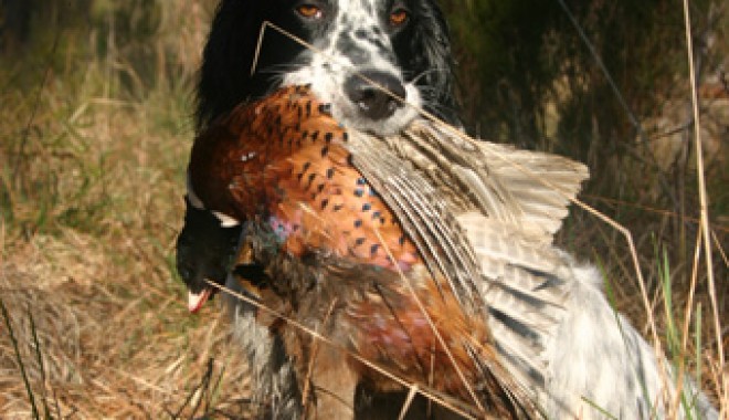 Séjour de chasse Le Faisan Doré