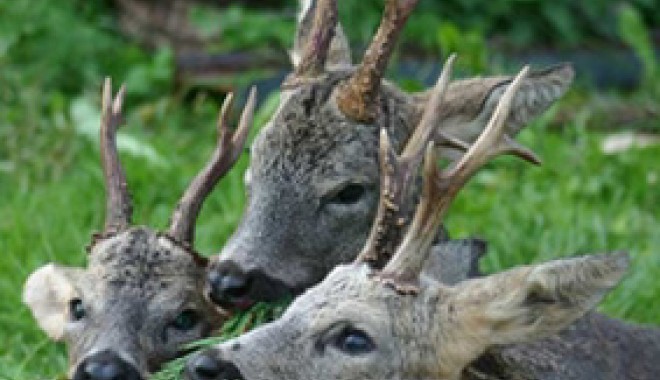 Séjour de chasse Le Faisan Doré