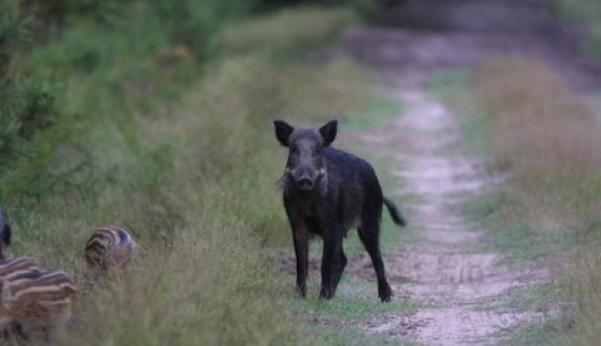 Séjour de chasse Le Faisan Doré