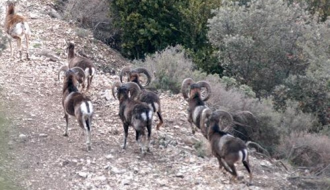 Séjour de chasse Domaine de Roquerousse