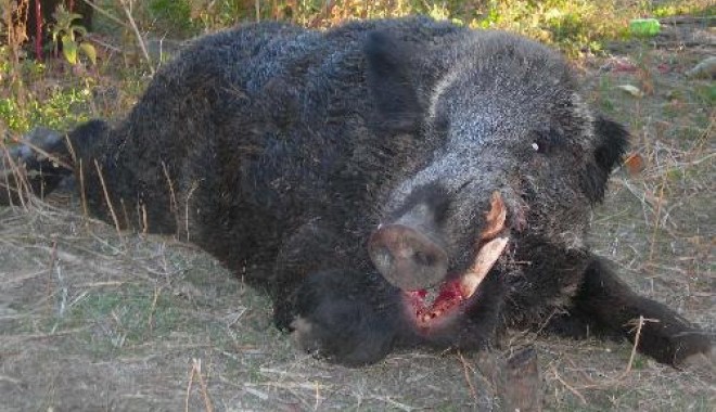 Séjour de chasse Domaine de Roquerousse