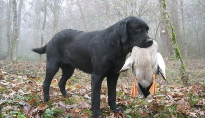 Séjour de chasse Colverts de Sabournac