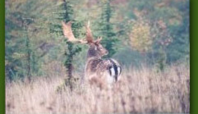 Séjour de chasse Domaine du Bois des Chevaliers