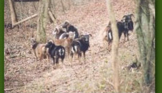 Séjour de chasse Domaine du Bois des Chevaliers