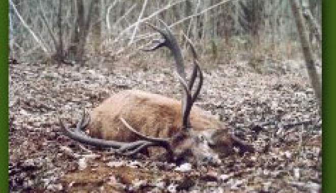 Séjour de chasse Domaine du Bois des Chevaliers