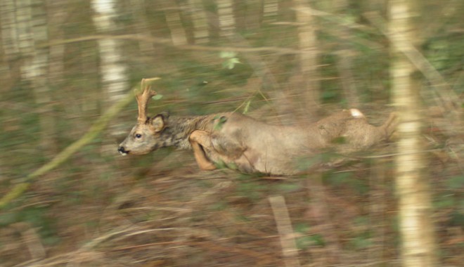 Séjour de chasse Le Bois du Ham