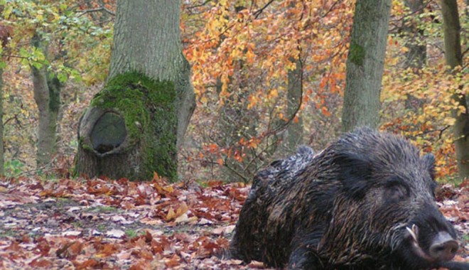 Séjour de chasse Le Bois du Ham