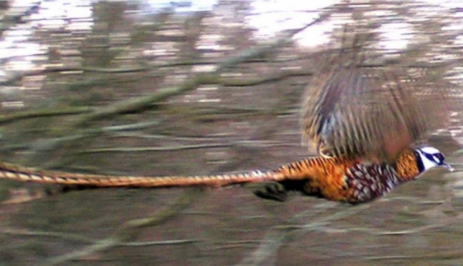 Séjour de chasse Le Bois du Ham