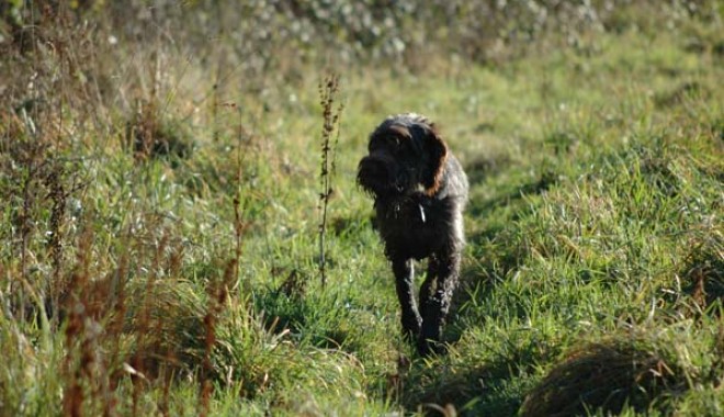 Séjour de chasse Domaine de Klesseven