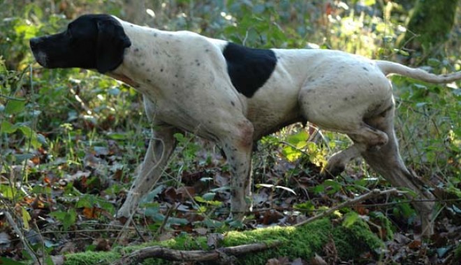 Séjour de chasse Domaine de Klesseven