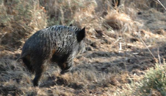 Séjour de chasse Domaine de Klesseven