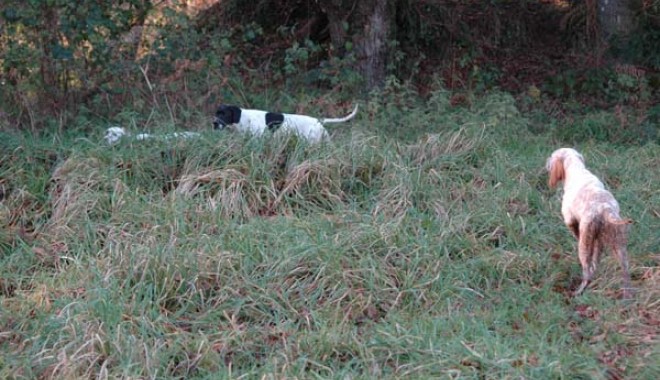 Séjour de chasse Domaine de Klesseven