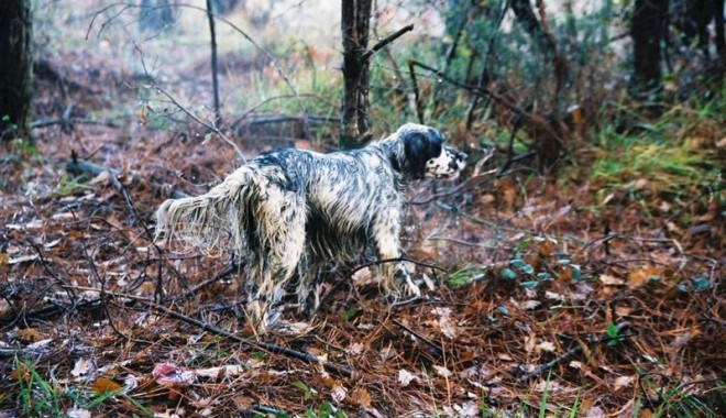 Séjour de chasse La Chasse de Brignon