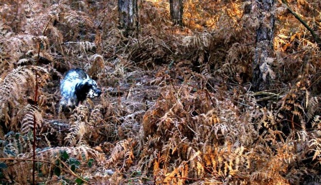 Séjour de chasse La Chasse de Brignon