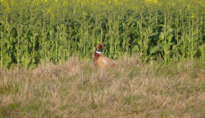 Séjour de chasse Domaine de la Chaudronnerie