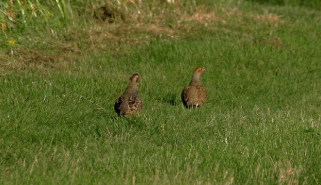 Séjour de chasse Domaine de la Chaudronnerie