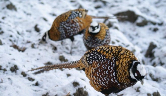 Séjour de chasse Domaine de la Petite Pologne