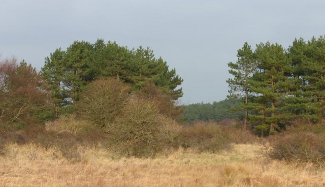 Séjour de chasse Domaine du Marquenterre