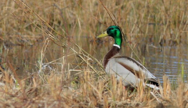 Séjour de chasse Domaine du Marquenterre