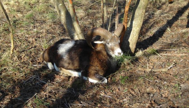 Séjour de chasse Domaine du Marquenterre