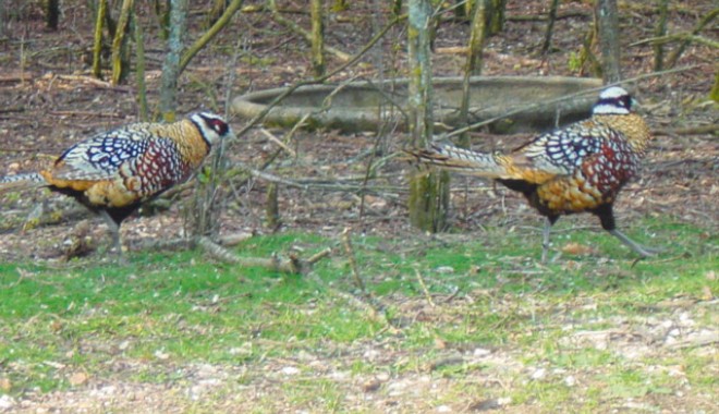 Séjour de chasse Domaine de la Théau