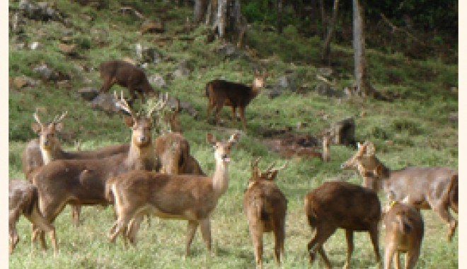 Séjour de chasse Domaine de Saint Denis