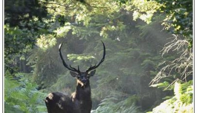 Séjour de chasse Chasse de Boissière