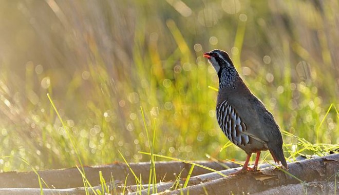 Séjour de chasse Chasse de Boissière