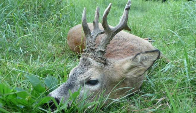 Séjour de chasse Chasse ONF d'Alsace