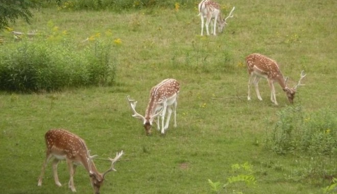 Séjour de chasse Chasse ONF d'Alsace