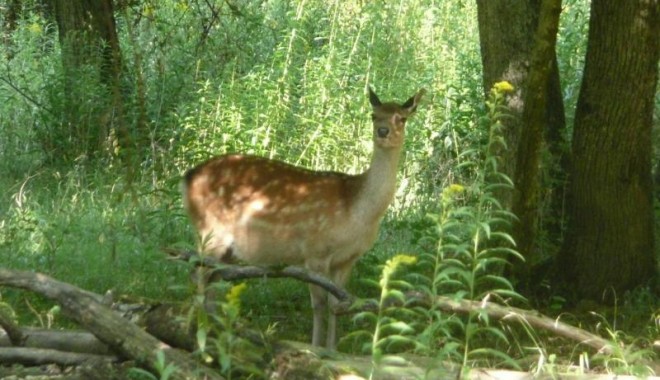 Séjour de chasse Chasse ONF d'Alsace