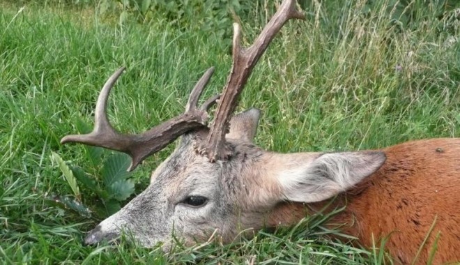 Séjour de chasse Chasse ONF d'Alsace