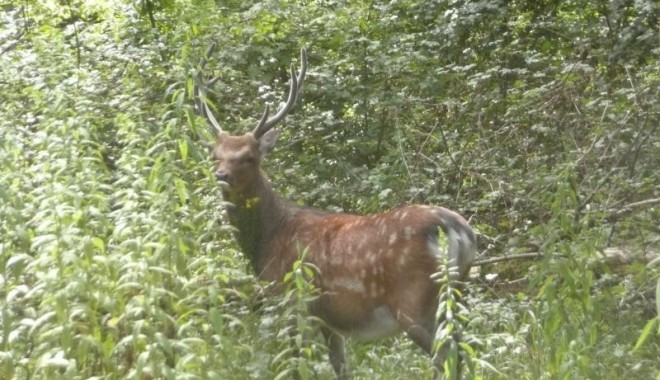 Séjour de chasse Chasse ONF d'Alsace