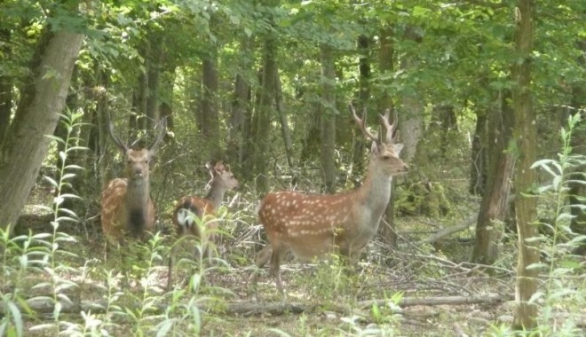 Séjour de chasse Chasse ONF d'Alsace