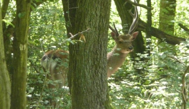 Séjour de chasse Chasse ONF d'Alsace