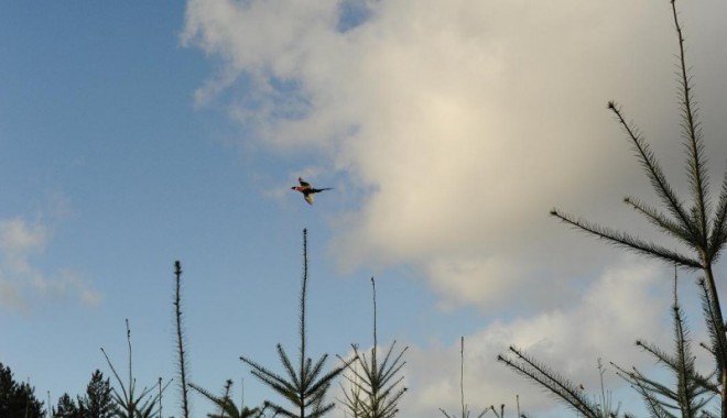 Séjour de chasse Domaine de la Béhotière