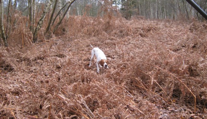 Séjour de chasse Domaine de la Béhotière