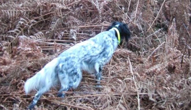 Séjour de chasse Domaine de la Béhotière