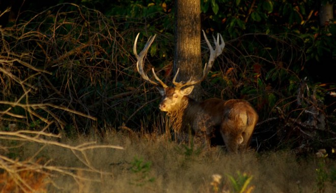 Séjour de chasse France Safaris