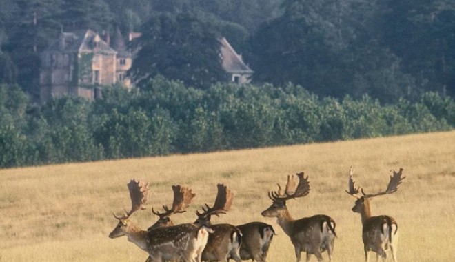 Séjour de chasse France Safaris