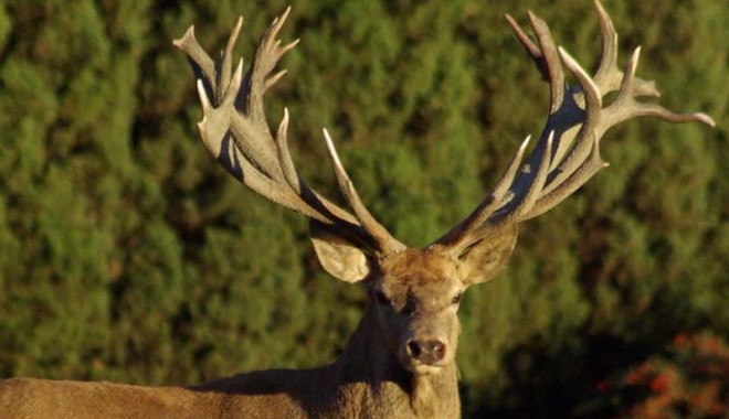 Séjour de chasse France Safaris