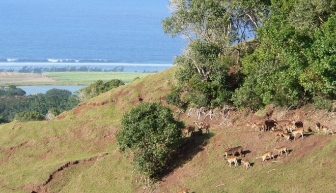 Séjour de chasse Le Chasseur Mauricien