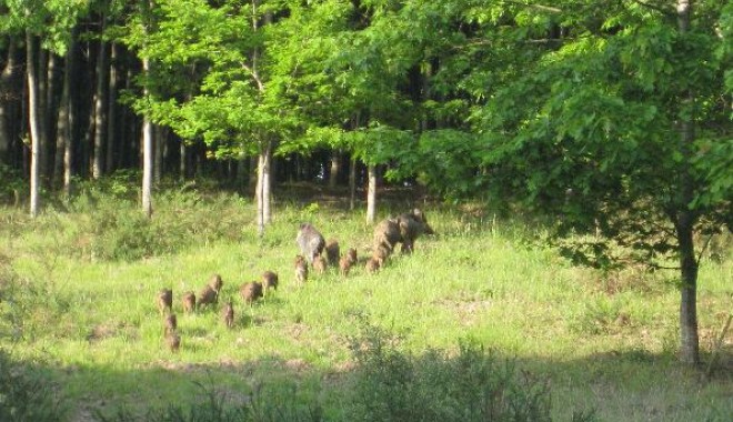 Séjour de chasse Chateau de la Faye