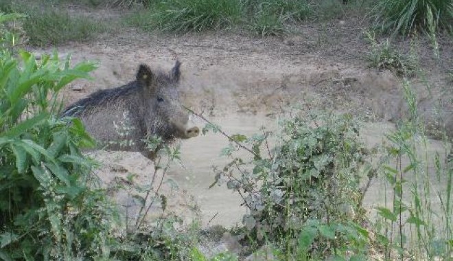 Séjour de chasse Chateau de la Faye