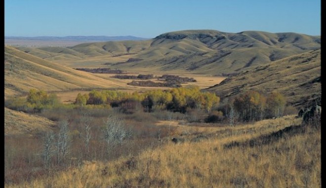 Séjour de chasse DHD LAÏKA Tétras Lyre au KAZAKHSTAN