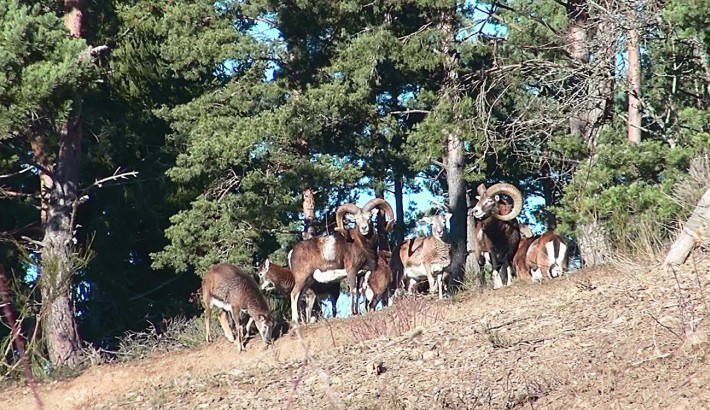 Propriété de chasse Propriété de Chasse à vendre