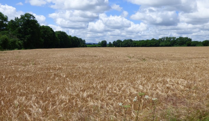 Propriété de chasse Territoire de chasse à vendre