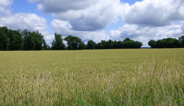 Propriété de chasse Territoire de chasse à vendre